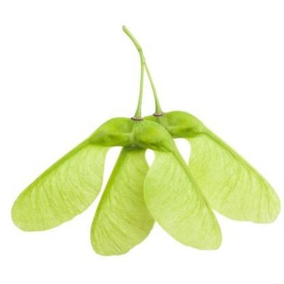 Aromatické štěpky, HENDI, javor