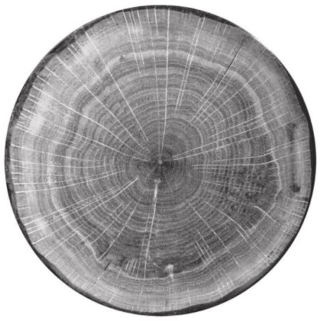 RAK Woodart talíř mělký coupe 24 cm – šedá | RAK-WDNNPR24BG